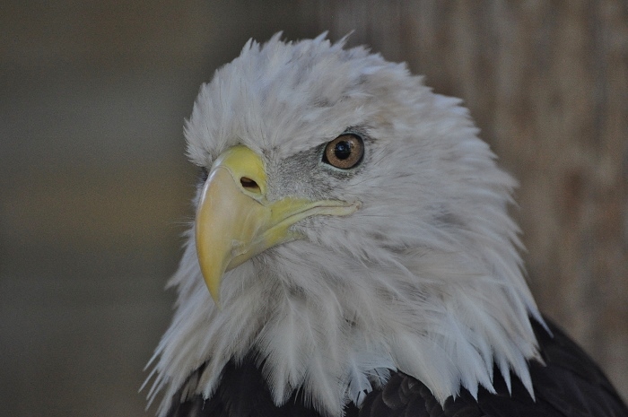 American bald eagle, closeup of head